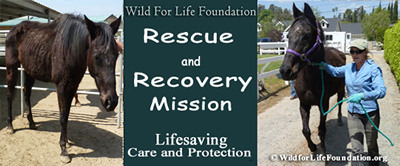 WFLF Rescue and Recovery